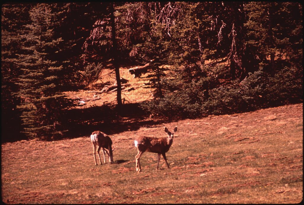 Mule deer in the ponderosa forest of the Kaibab Plateau